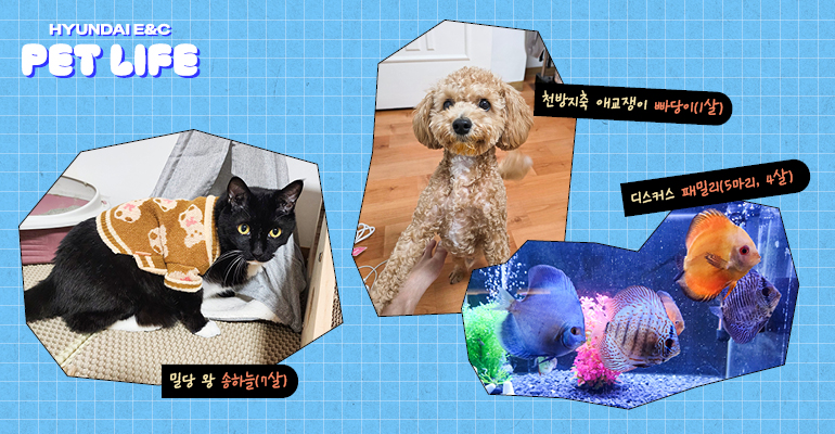밀당 왕 송하늘(7살) 천방지축 애교쟁이 빠당이(1살) 디스커스 패밀리 (5마리, 4살)