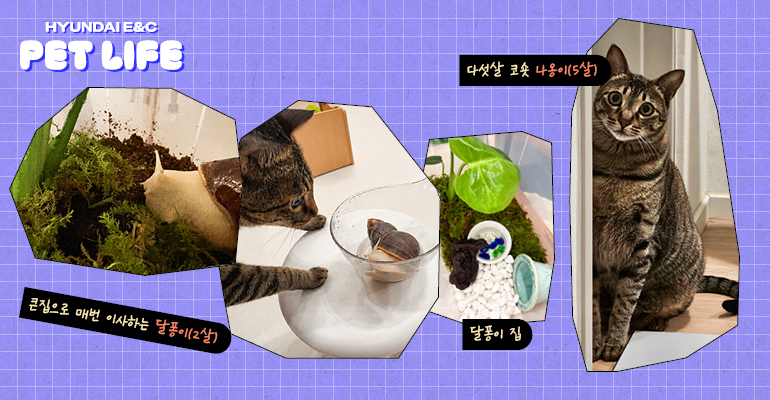 이수민 책임 아이들 큰집으로 매번 이사하는 달퐁이(2살) 달퐁이 집 다섯살 코숏 나옹이(5살)